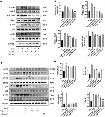 Loganin Inhibits Angiotensin II–Induced Cardiac Hypertrophy Through the JAK2/STAT3 and NF-κB Signaling Pathways